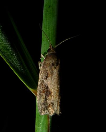 Endothenia quadrimaculana